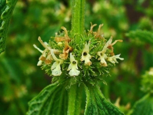 Marrubium Vulgare
